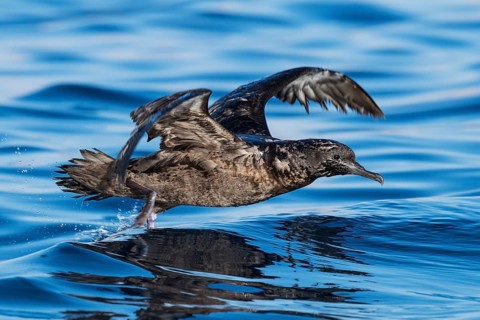 Sooty Shearwater (Ardenna grisea) flying, Eilat, Israel