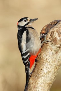 Great spotted woodpecker (Dendrocopos major) male sitting at a water pot in a tree trunk to search