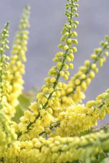 Mahonia (Mahonia × media 'Winter Sun'), Artmeyer Pflanzenforum, Germany