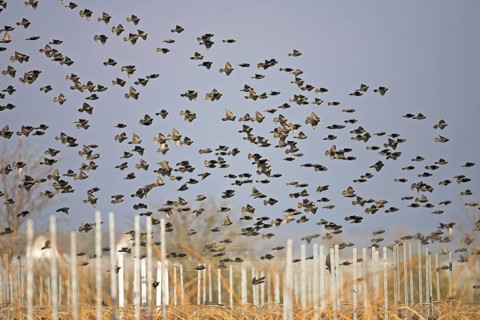 Common Starling (Sturnus vulgaris) flying, Rhineland-Palatinate, Germany