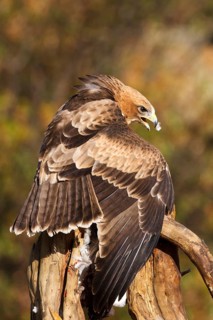 Booted Eagle (Hieraaetus pennatus) juvenile, Castile and Leon, Spain