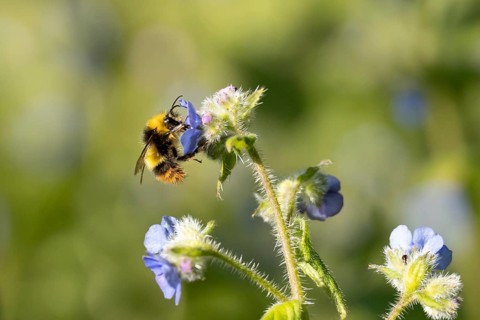 Early bumblebee (Bombus pratorum) adult bee insect feeding on a garden Green alkanet flower in