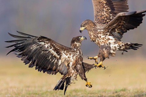 Two fighting sea eagles fighting over their prey, (Haliaeetus albicilla), Haliaaetus albicilla,
