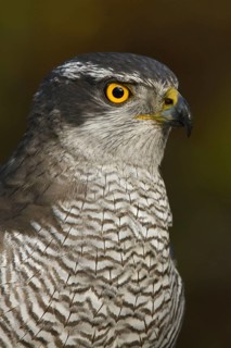 Northern Goshawk (Accipiter gentilis) female, Utrecht, Netherlands