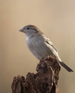 House Sparrow (Passer domesticus) female, Mecklenburg-Western, Pomerania, Germany