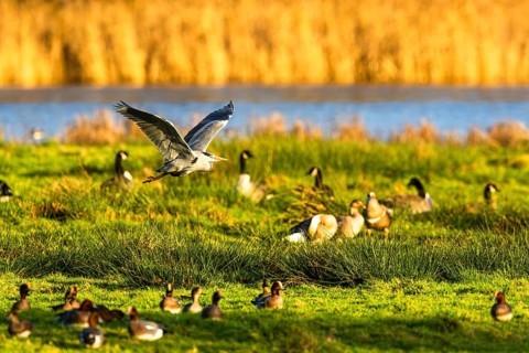Grey Heron, Ardea cinerea, bird in winter on marshes in winter soft morning light