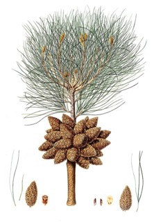 Pinus brutia, Eastern Mediterranean pine, Pinus brutia, Turkish pine and Calabrian pine, tree,