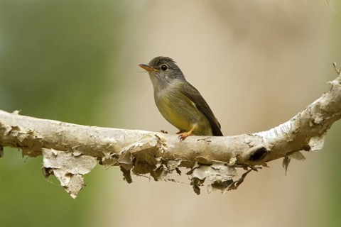 Yellow-legged Flyrobin (Microeca griseoceps), Queensland, Australia
