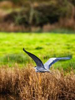 Grey Heron, Ardea cinerea, bird in winter on marshes in winter soft morning light