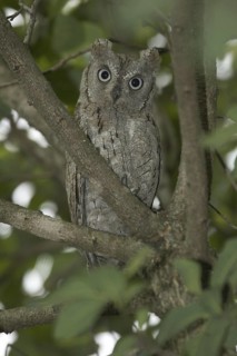 Eurasian Scops Owl (Otus scops), Rhineland-Palatinate, Germany
