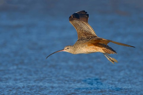 Long-billed Curlew (Numenius americanus) - Morro Bay, California