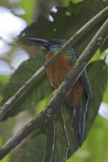 Great Jacamar (Jacamerops aureus), Ecuador