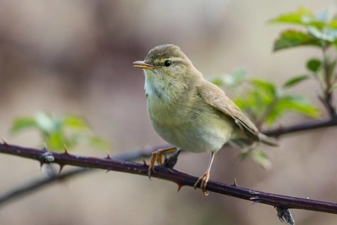 Willow Warbler (Phylloscopus trochilus) male perched on a branch, North-Rhine-Westphalia, Germany