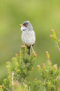 Balearic Warbler (Sylvia balearica) male, Mallorca, Spain