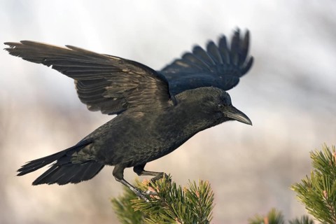 Northwestern Crow Corvus caurinus Homer, Alaska, United States February Adult Corvidae