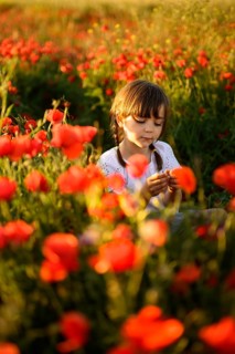 A young girl, bathed in golden sunlight, delicately examines red poppies in a vibrant field,
