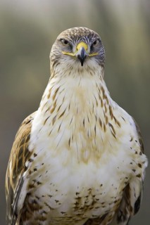 Ferruginous Hawk (Buteo regalis), Arizona, USA