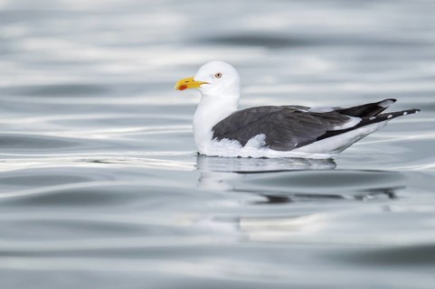 Lesser Black-backed Gull (Larus fuscus), Iceland