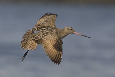 Marbled Godwit (Limosa fedoa) flying, Washington, USA