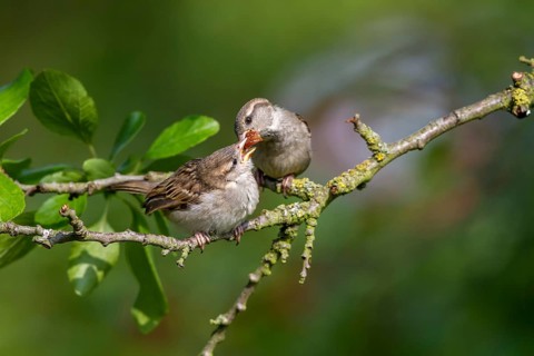 House Sparrow (Passer domesticus) female feeding chick, Mecklenburg-Western, Pomerania, Germany
