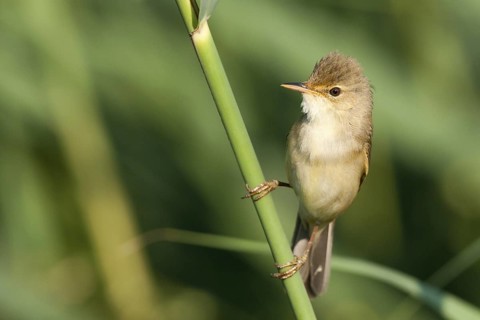 Marsh Warbler (Acrocephalus palustris), Baden-Wuerttemberg, Germany