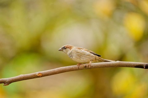 Male house sparrow (Passer domesticus) perched on a thin branch, natural autumn background with