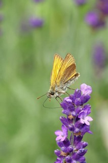Large skipper (Ochlodes venatus), collecting nectar from a flower of Common lavender (Lavandula