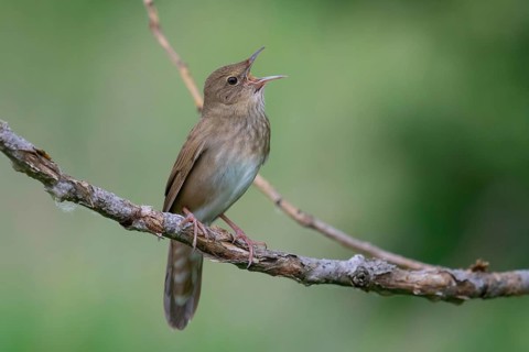River Warbler (Locustella fluviatilis) singing, Brandenburg, Germany
