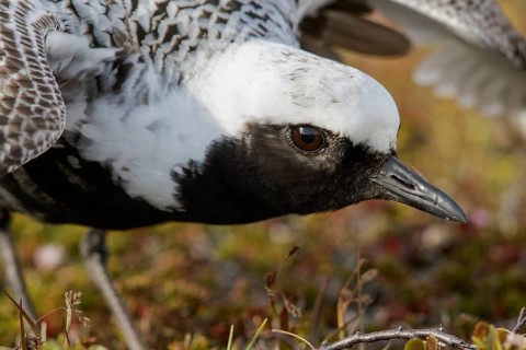 Black-bellied Plover (Pluvialis squatarola) perched on the tundra in Nome, Alaska