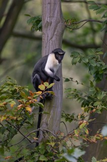 One adult Diana monkey (Cercopithecus diana) sitting on a branch of a tree looking around. A forest