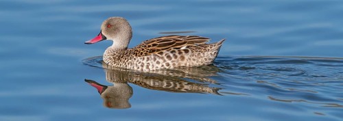 Cape teal (Anas capensis), Cape Teal, Canard du Cap, Cerceta de El Cabo, False Bay Nature Reserve /