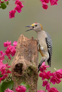 Golden-fronted Woodpecker (Melanerpes aurifrons) male calling, perched on an old stump, Texas, USA