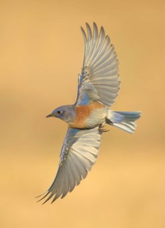 Western Bluebird (Sialia mexicana) flying, California, USA