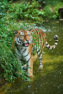 Siberian tiger (Panthera tigris altaica) standing on the waters edge, rainy, cat, captive, Germany