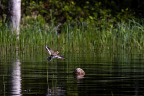 Common sandpiper (Actitis hypoleucos) landing on a stone in the water, Sanginjoki Nature Reserve,