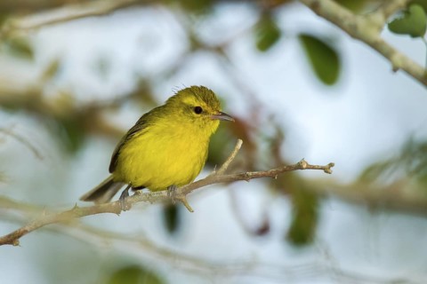 Golden Vireo Vireo hypochryseus hypochryseus El Tuito, Jalisco, Mexico 10 June Adult Vireonidae