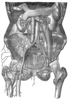 Human intestines, Historic illustration, 19th century, Eingeweide des Menschen, historische