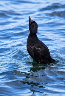 Common Scoter (Melanitta nigra) male displaying, Mecklenburg-Western Pomerania, Germany