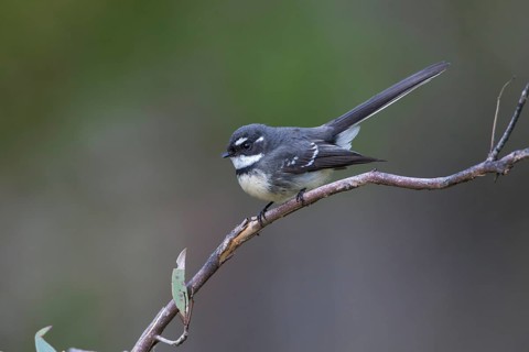 Grey Fantail (Rhipidura albiscapa) perched on a branch, Victoria, Australia