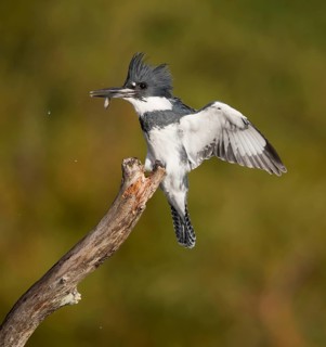 Belted Kingfisher (Megaceryle alcyon) male landing on a branch with fish prey in beak, Florida, USA
