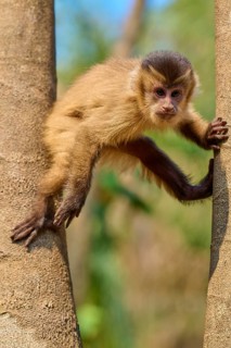 A monkey climbs curiously between two trees in a natural environment, capuchin monkey (Sapajus