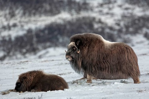 A musk ox cow (Ovibos moschatus) looks out over the snow-covered tundra in Norway, winter, snow,