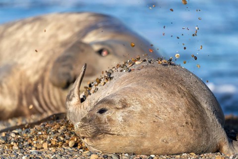 Southern elephant seal (Mirounga leonina), female throwing pebbles on her back, lying on a pebble
