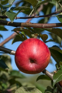 Apple (Malus domestica 'Oberlausitzer Muskatrenette'), ZALF Müncheberg, Germany