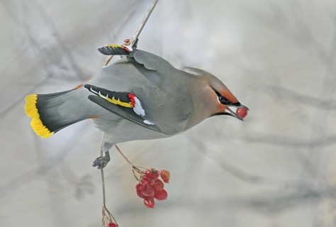 Bohemian Waxwing (Bombycilla garrulus), Saskatchewan, Canada