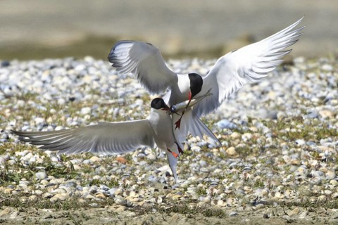 Common Tern (Sterna hirundo), Texel, Netherlands