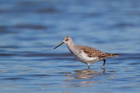 Marsh Sandpiper (Tringa stagnatilis) foraging, Lesvos, Greece
