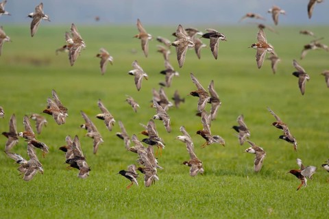 Ruff (Calidris pugnax) group in flight, Poland
