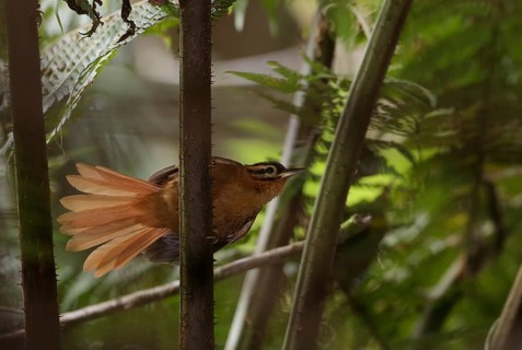 Black-capped Foliage-gleaner (Philydor atricapillus), Atlantic rainforest, Brazil
