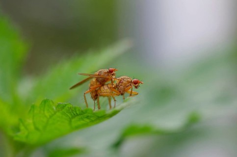 Common dung fly (Scathophaga stercoraria), two, leaf, close-up